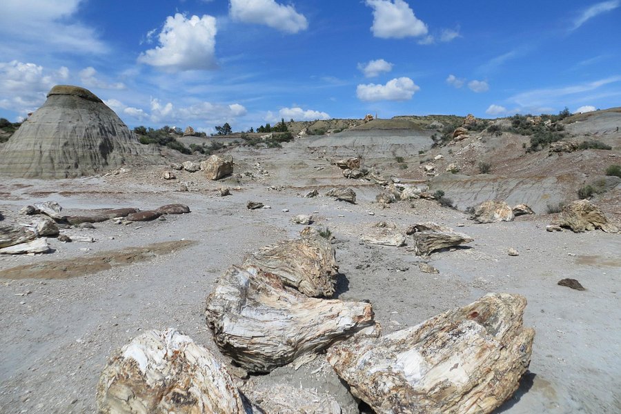 Petrified Forest Loop image