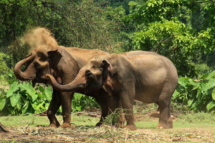 ElephantsWorld image