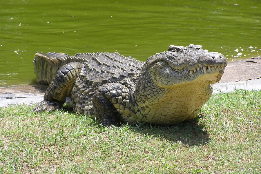 Zulu Croc Reptile Park image