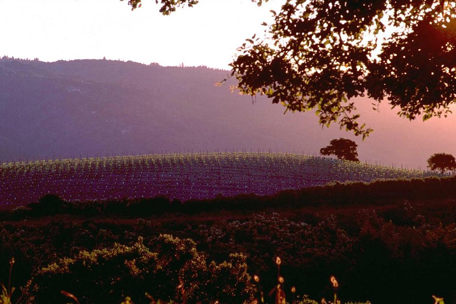 Mount Eden Vineyards image