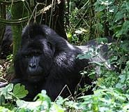 Rwanda Gorilla Trek - Day Tours image