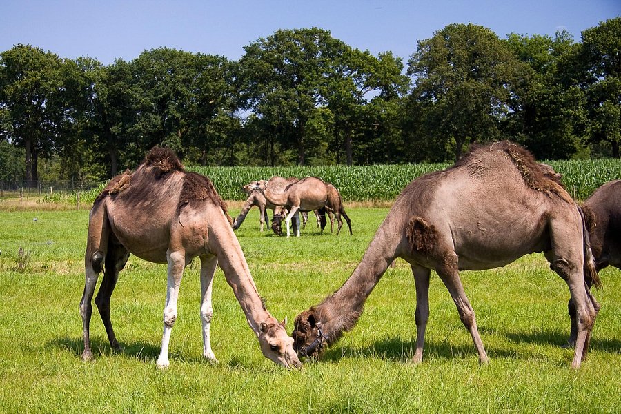 Camel Dairy Smits image