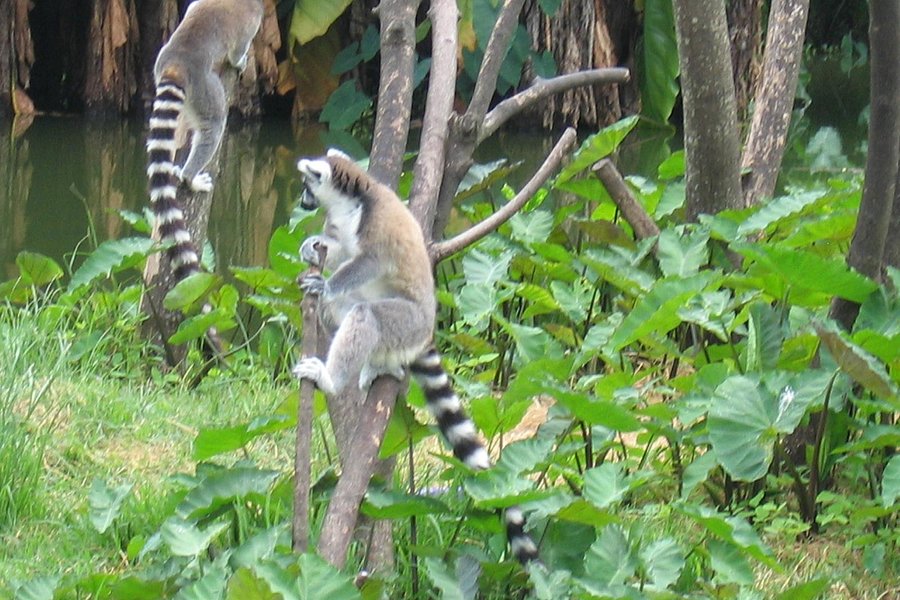 Tsimbazaza Zoo image