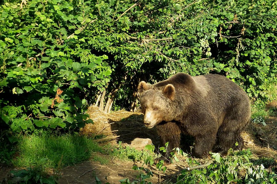 Bear Sanctuary image