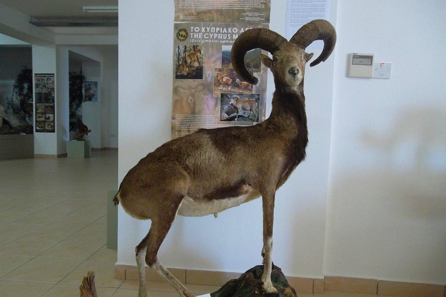 The Museum of Natural History image