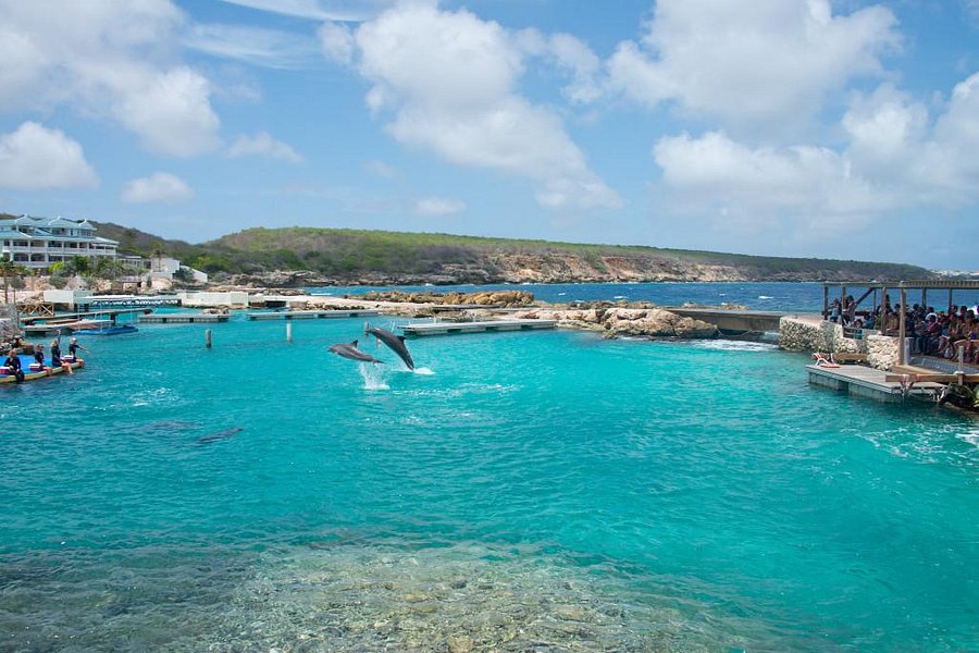 Curacao Sea Aquarium image