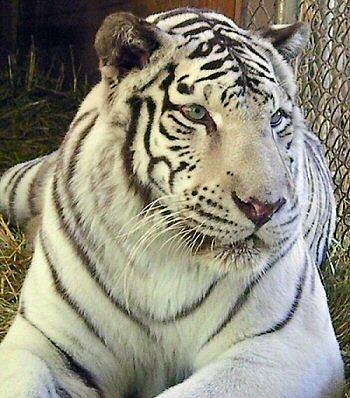 Tiger Preservation Center image