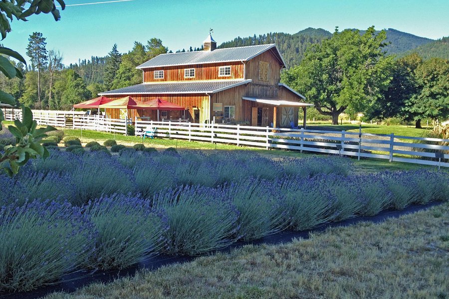 Applegate River Lavender Farm image