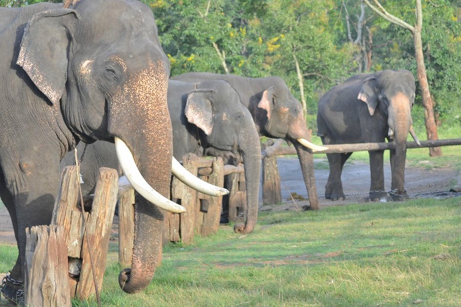 Theppakadu Elephant Camp image