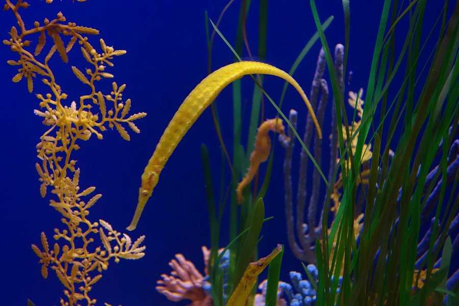 The Florida Aquarium image