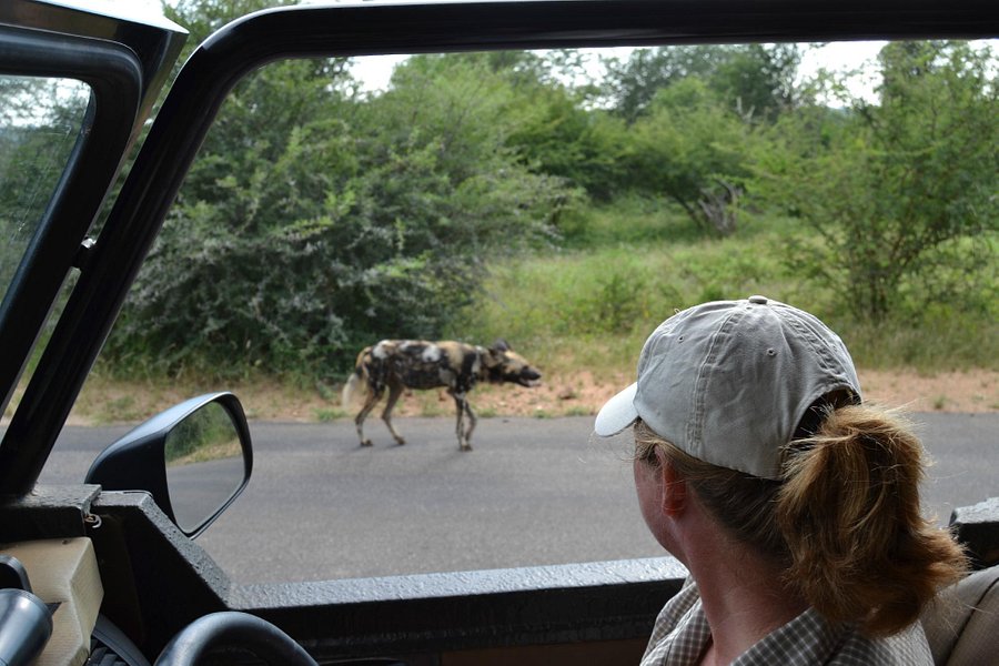 Discover Kruger Safaris image