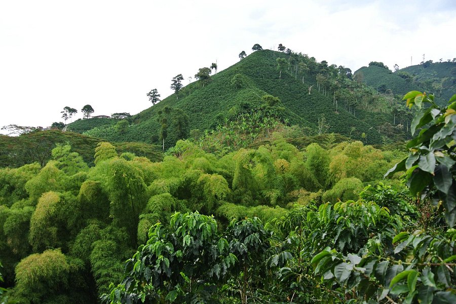 Hacienda Guayabal image