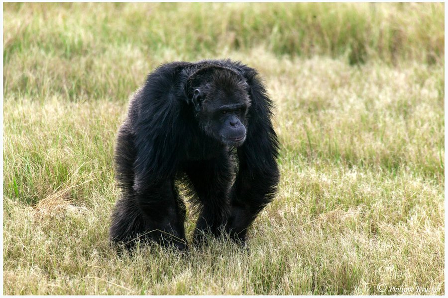 Jane Goodall Chimpanzee Eden Sanctuary image