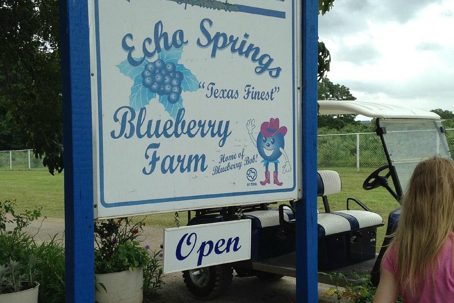 Echo Springs Blueberry Farm image