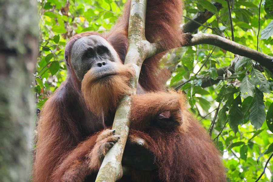 The Bohorok Orangutan Centre at Bukit Lawang image