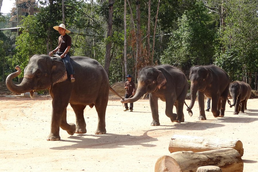 Kenyir Elephant Conservation Village image
