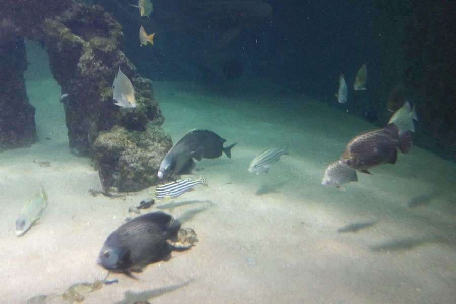 Aquarium Wilhelmshaven image