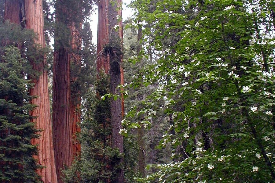Redwood Canyon Trail image