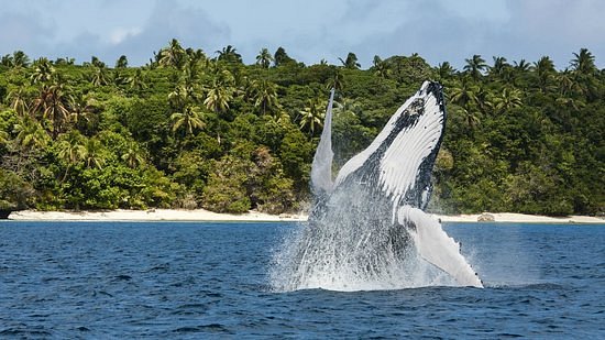 Endangered Whale Encounters - Day Tours image