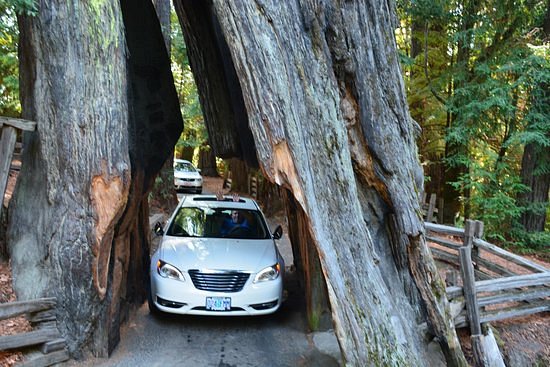 Shrine Drive-Through Tree image