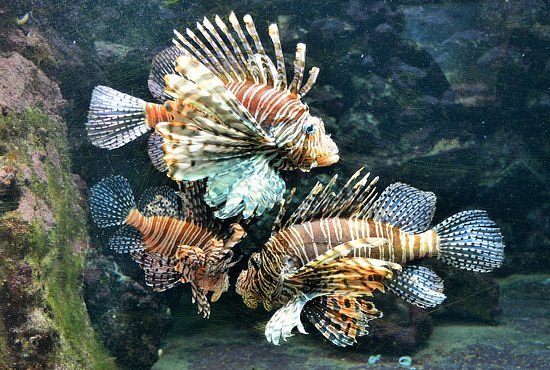 Bermuda Aquarium, Natural History Museum & Zoo image