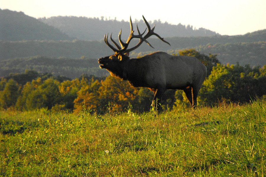 Elk Country Visitor Center image