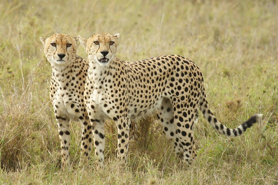 Wildersun Safaris & Tours Tanzania image