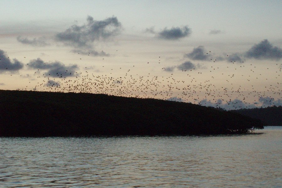 Parrot Island image