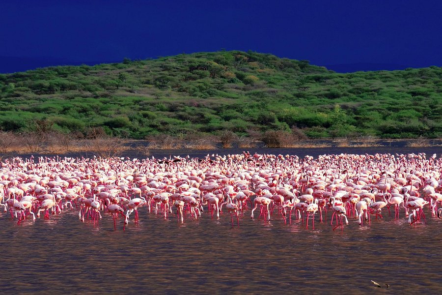 Lake Bogoria image