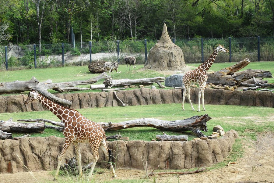 Dallas Zoo image
