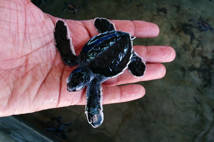 Kosgoda Sea Turtle Conservation Project image
