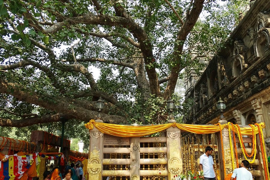 Bodhi Tree image