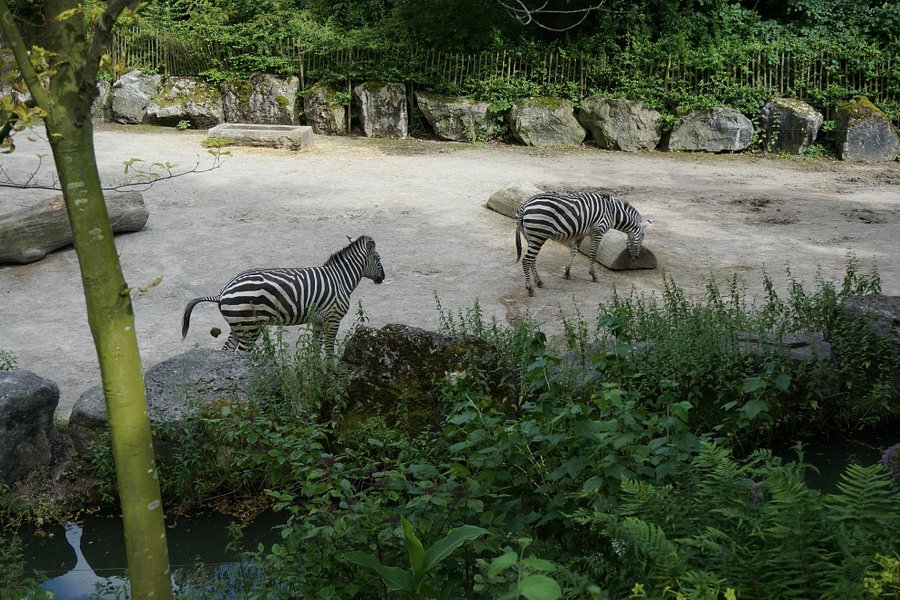 Lille Zoo image