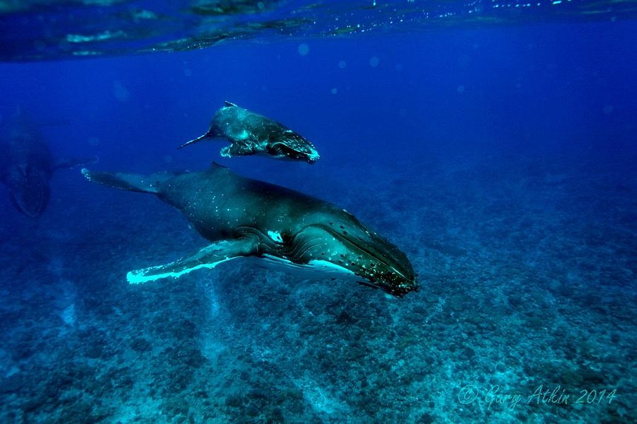 Tongan Expeditions Dive & Whale Watching image