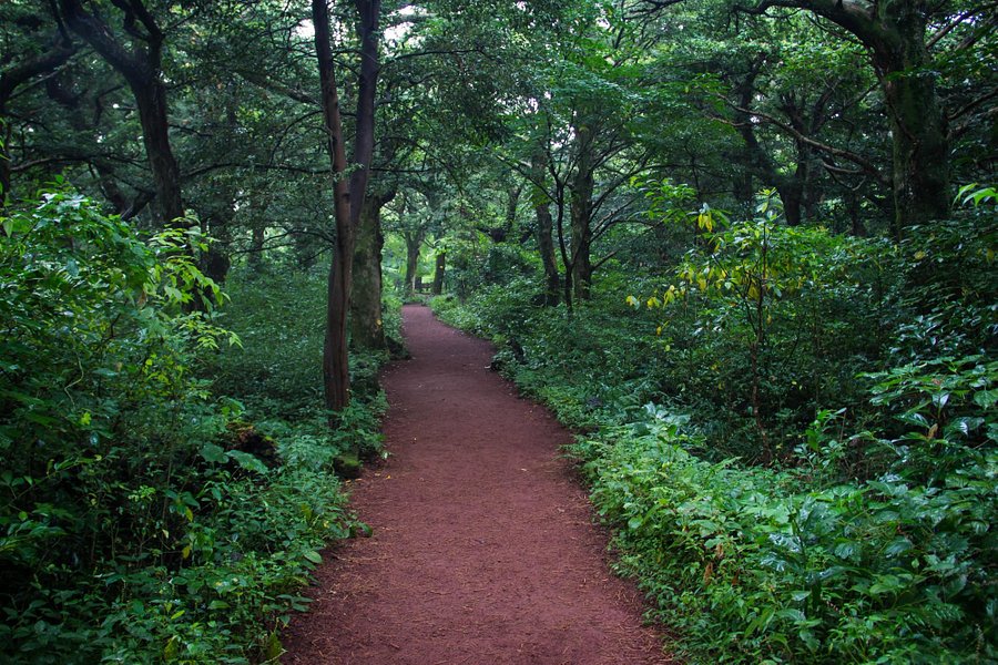 Bijarim Forest image