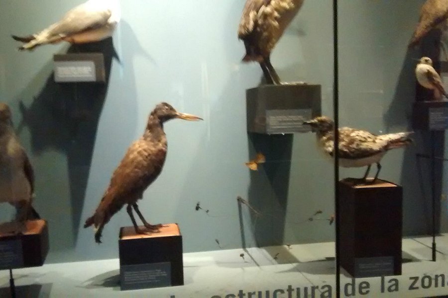 Museo de Historia Natural de Concepcion image