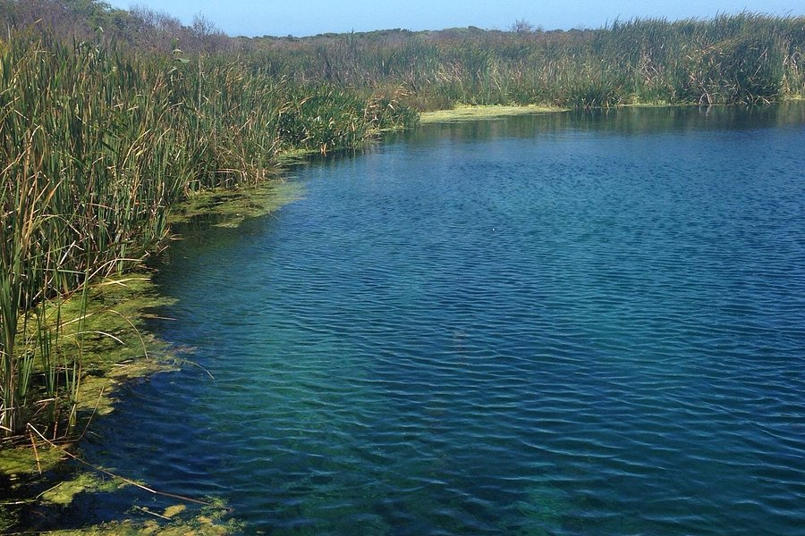 Piccaninnie Ponds Conservation Park image