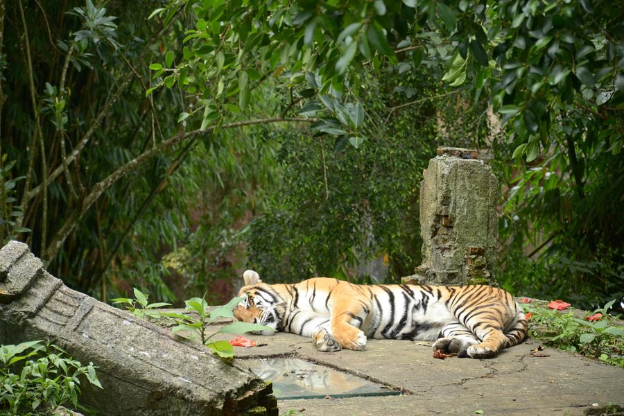 Indonesia Safari Park Cisarua image