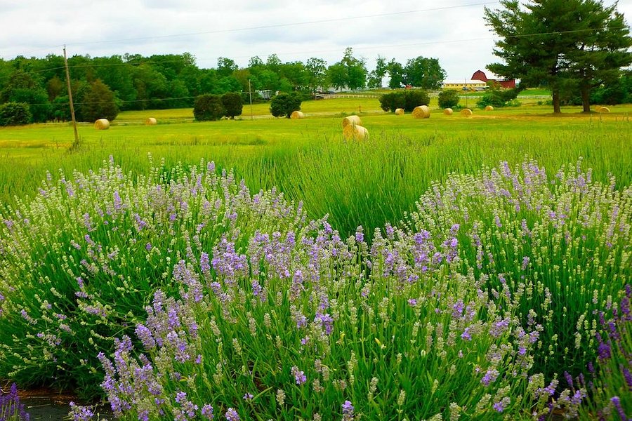 Seven Oaks Lavender Farm image