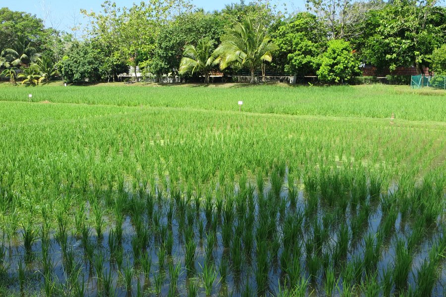 Rice Museum image