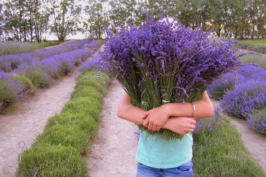 Blue Mountain Lavender Farm image