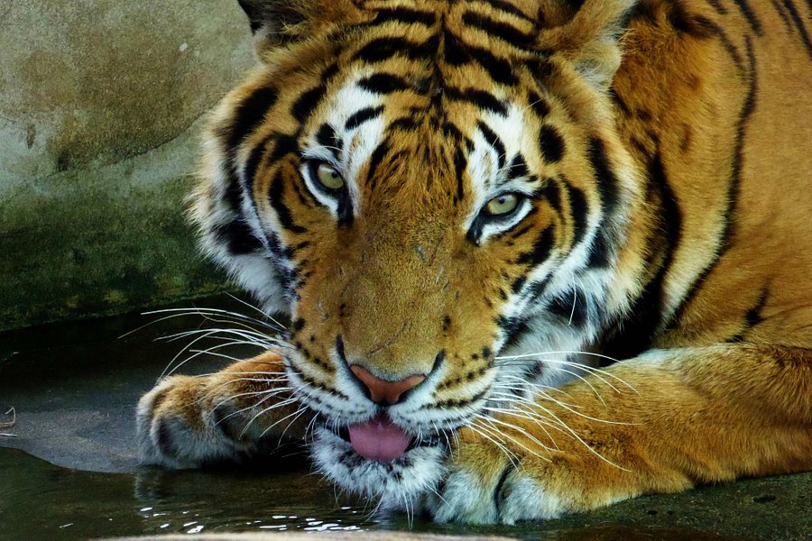Tiger World Thailand image