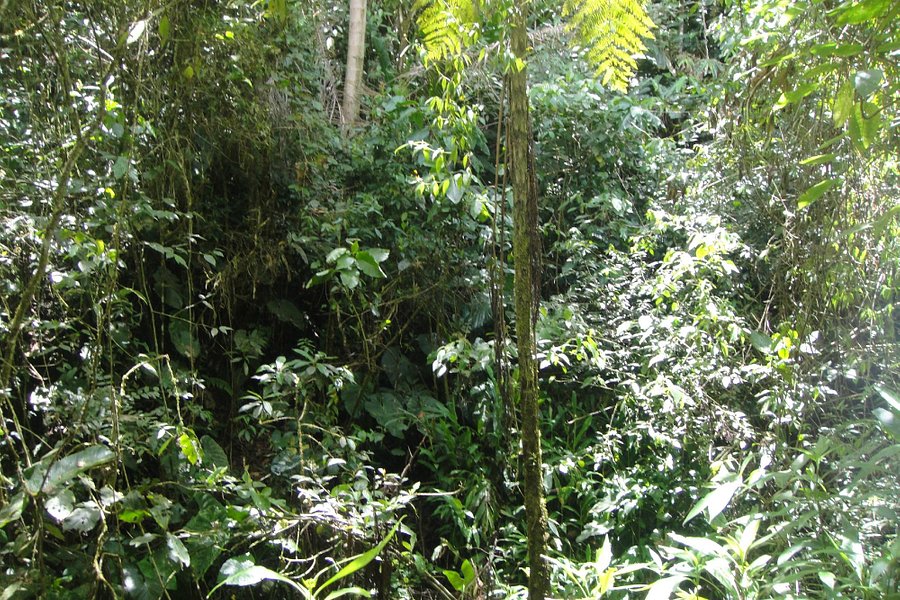Kasaguadua Natural Reserve image