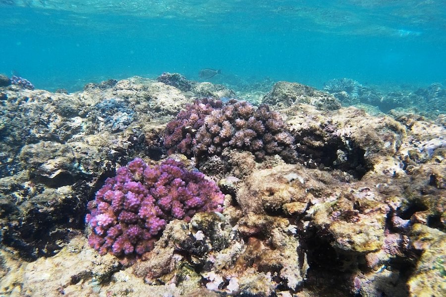 Coral Sanctuary image