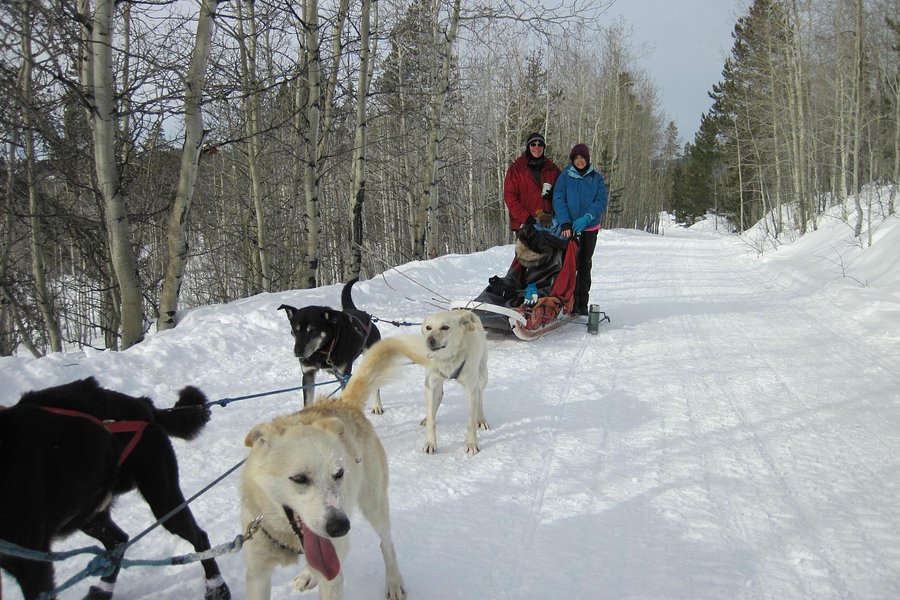 Jackson Hole’s Continental Divide Dogsled Adventures image