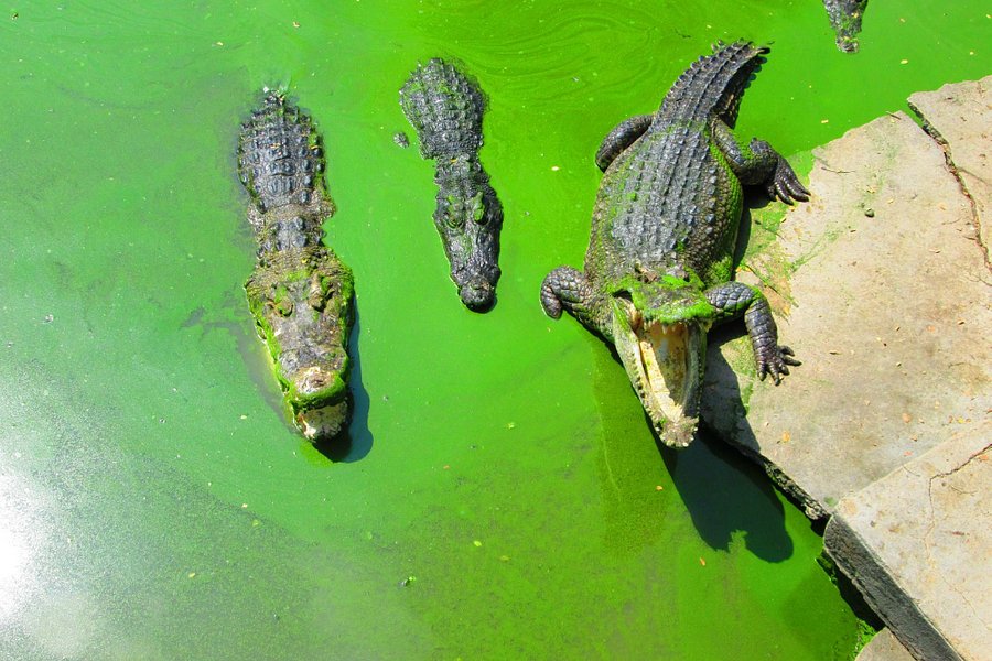 Samut Prakan Crocodile Farm and Zoo image