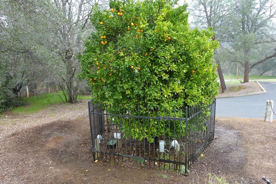 Mother Orange Tree image