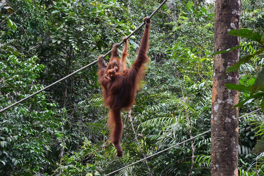 The Great Orangutan Project image