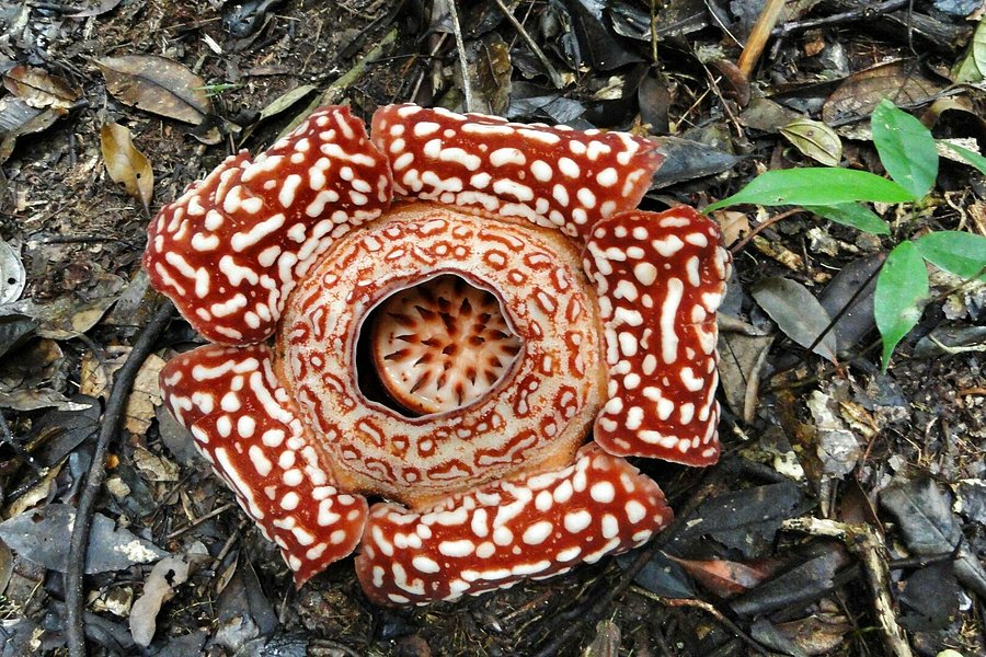 Tambunan Rafflesia Reserve image