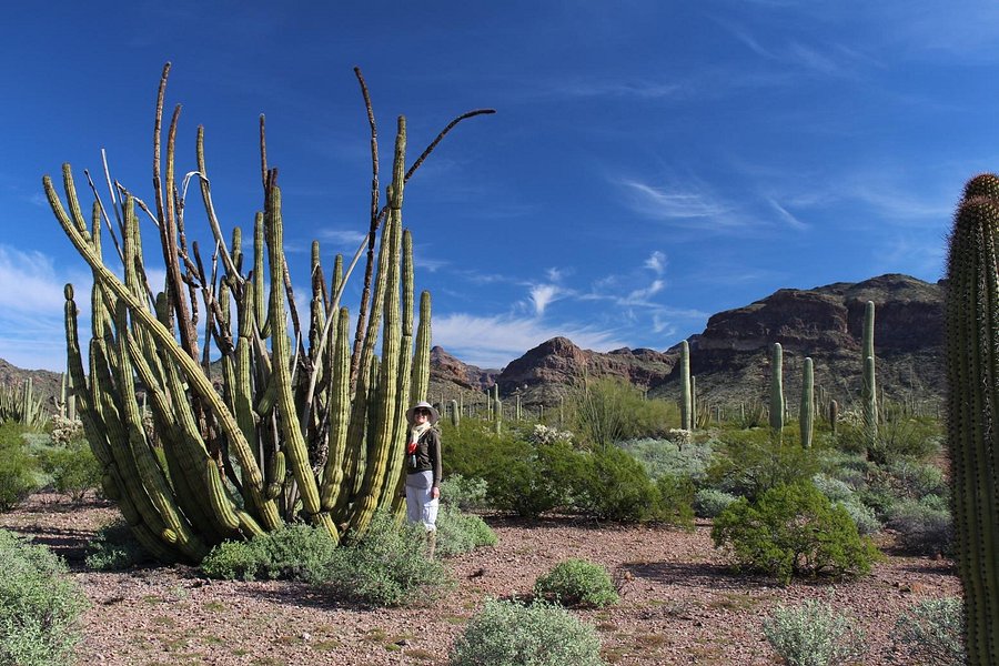 Organ Pipe Cactus National Monument image